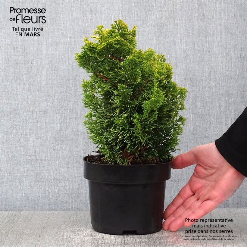 Example of Cyprès hinoki du Japon - Chamaecyparis obtusa Meroki Twin Pot van 2 l/3 l as you get in hiver