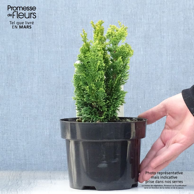 Exemplaar van Chamaecyparis obtusa Meroki Twin - Hinoki cipres Pot van 2 l/3 l zoals geleverd in de lente
