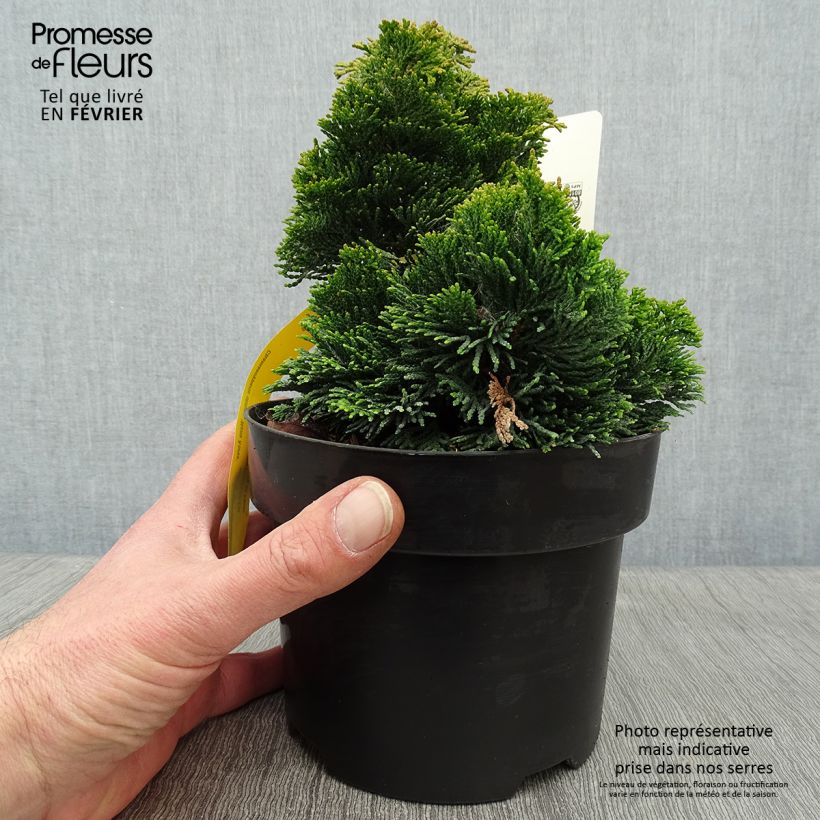 Example of Chamaecyparis obtusa Nana Aurea - Hinoki cipres Pot van 2 l/3 l as you get in hiver