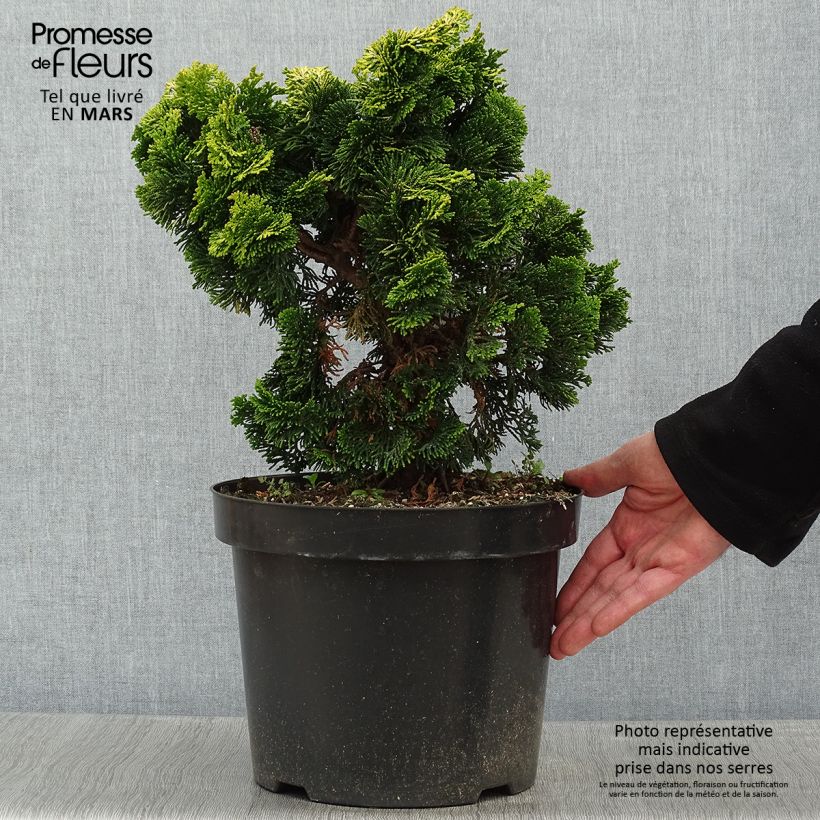 Example of Chamaecyparis obtusa Nana Aurea - Hinoki cipres Pot van 7,5 l/10 l as you get in hiver