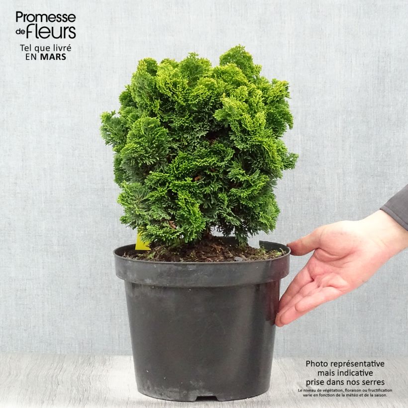 Exemplaar van Chamaecyparis obtusa Nana Aurea - Hinoki cipres Pot van 7,5 l/10 l, Stengel zoals geleverd in de lente