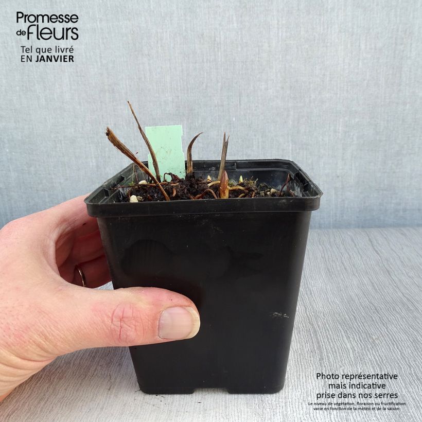 Exemplaar van Cypripedium Kristi Lyn - Vrouwenschoentje Pot van 1 l/1,5 l zoals geleverd in de winter