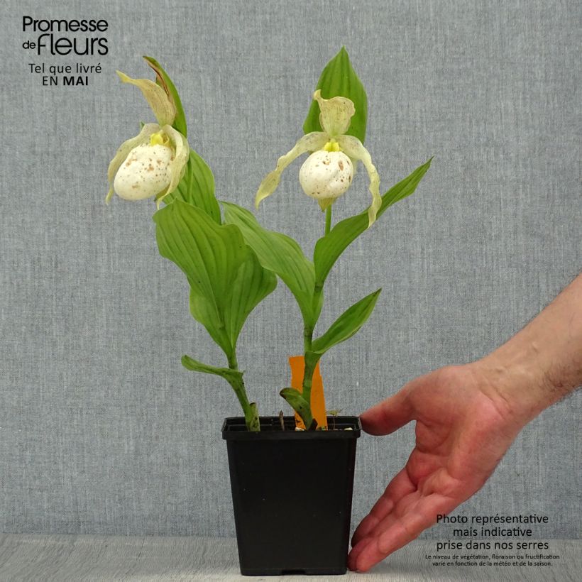 Exemplaar van Cypripedium Kristi Lyn - Vrouwenschoentje Pot van 1 l/1,5 l zoals geleverd in de lente