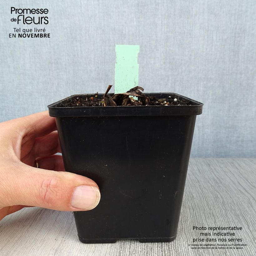 Exemplaar van Cypripedium Lucy Pinkepank - Vrouwenschoentje Pot van 1 l/1,5 l zoals geleverd in de herfst