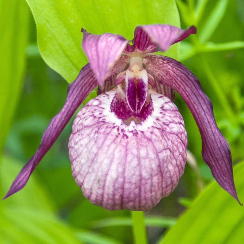 Cypripedium Lucy Pinkepank - Vrouwenschoentje (Bloei)