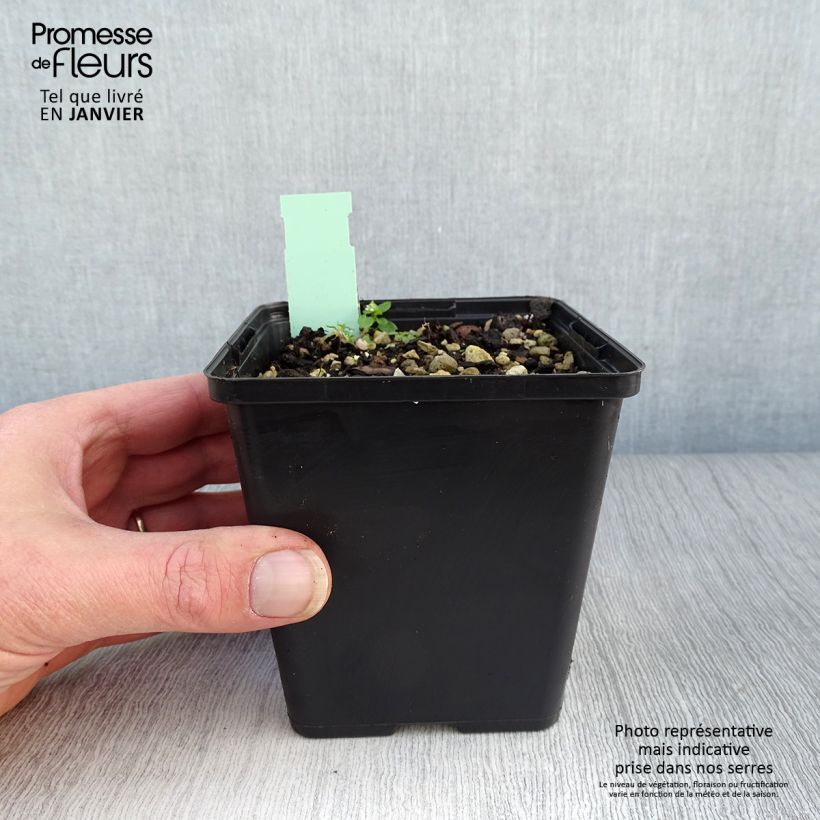 Exemplaar van Cypripedium calceolus - Gele vrouwenschoen Pot van 1 l/1,5 l zoals geleverd in de winter