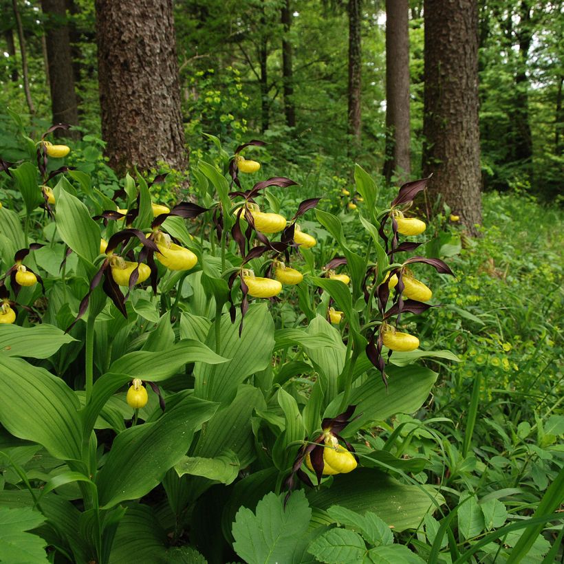 Cypripedium calceolus - Gele vrouwenschoen (Groeiplaats)