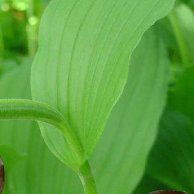 Cypripedium calceolus - Gele vrouwenschoen (Blad)