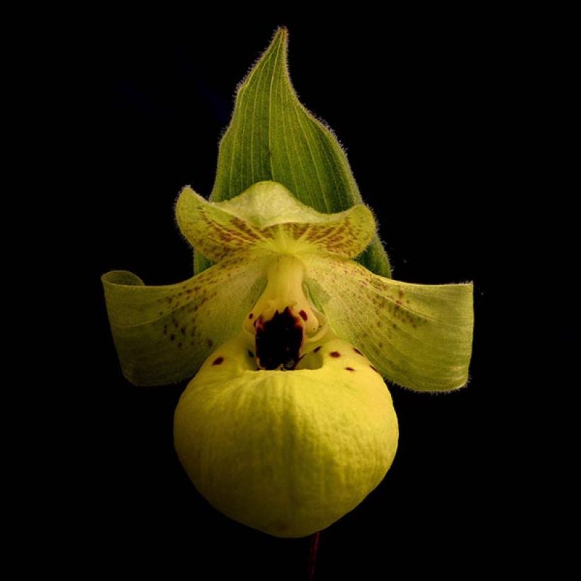 Cypripedium flavum - Vrouwenschoentje (Bloei)