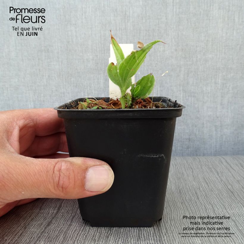 Exemplaar van Cypripedium flavum - Vrouwenschoentje Kweekpotje van 8/9 cm zoals geleverd in de zomer