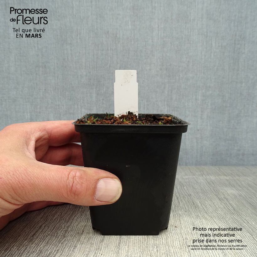 Exemplaar van Cypripedium flavum - Vrouwenschoentje Kweekpotje van 8/9 cm zoals geleverd in de lente