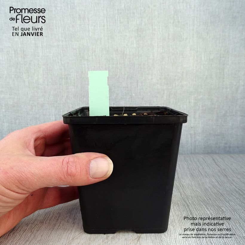 Exemplaar van Cypripedium kentuckiense - Vrouwenschoentje Pot van 1 l/1,5 l zoals geleverd in de winter