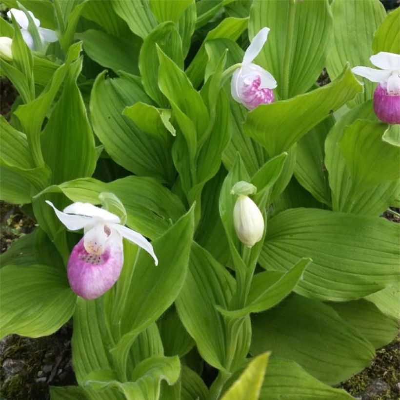 Cypripedium reginae - Vrouwenschoentje (Blad)