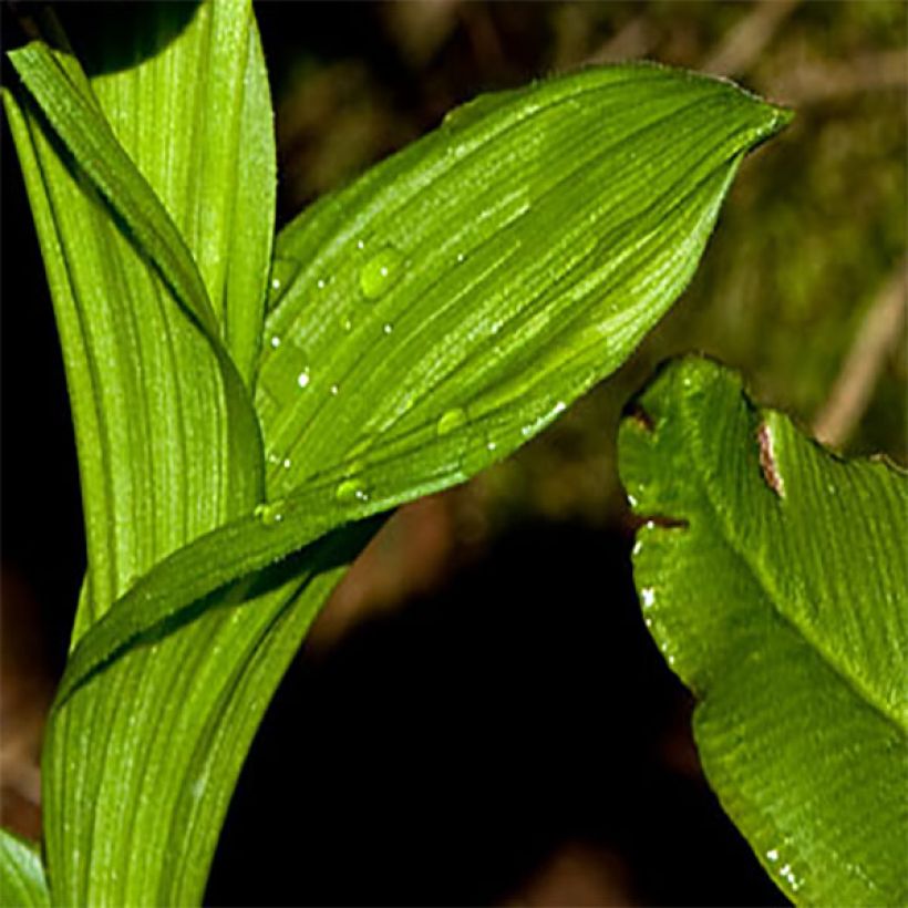 Cypripedium tibeticum - Venusschoentje (Blad)