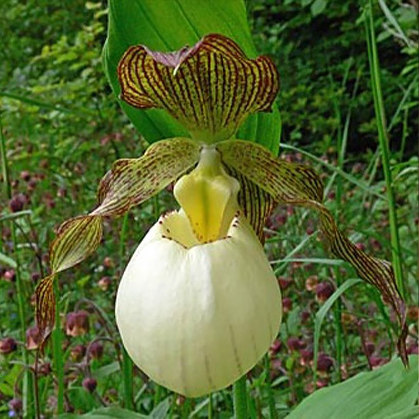 Cypripedium Gabriela - Vrouwenschoentje (Bloei)