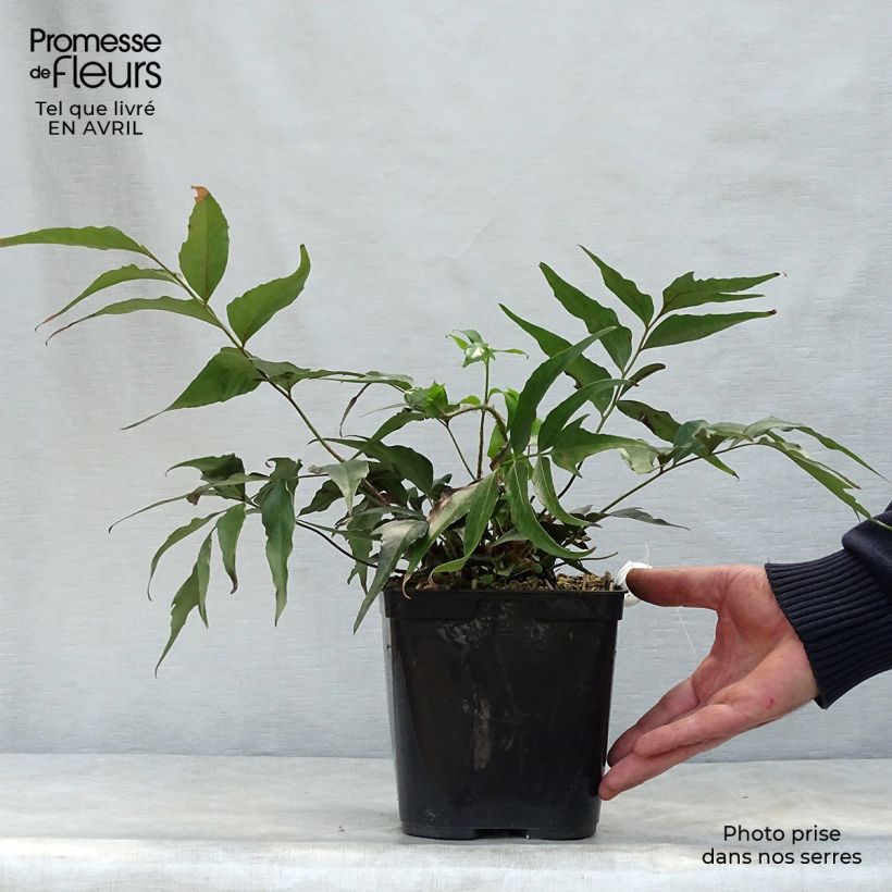 Example of Cyrtomium devexiscapulae - Ijzervaren Pot van 2 l/3 l as you get in printemps