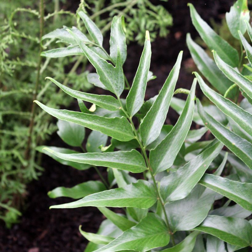 Cyrtomium devexiscapulae - IJzervaren (Blad)