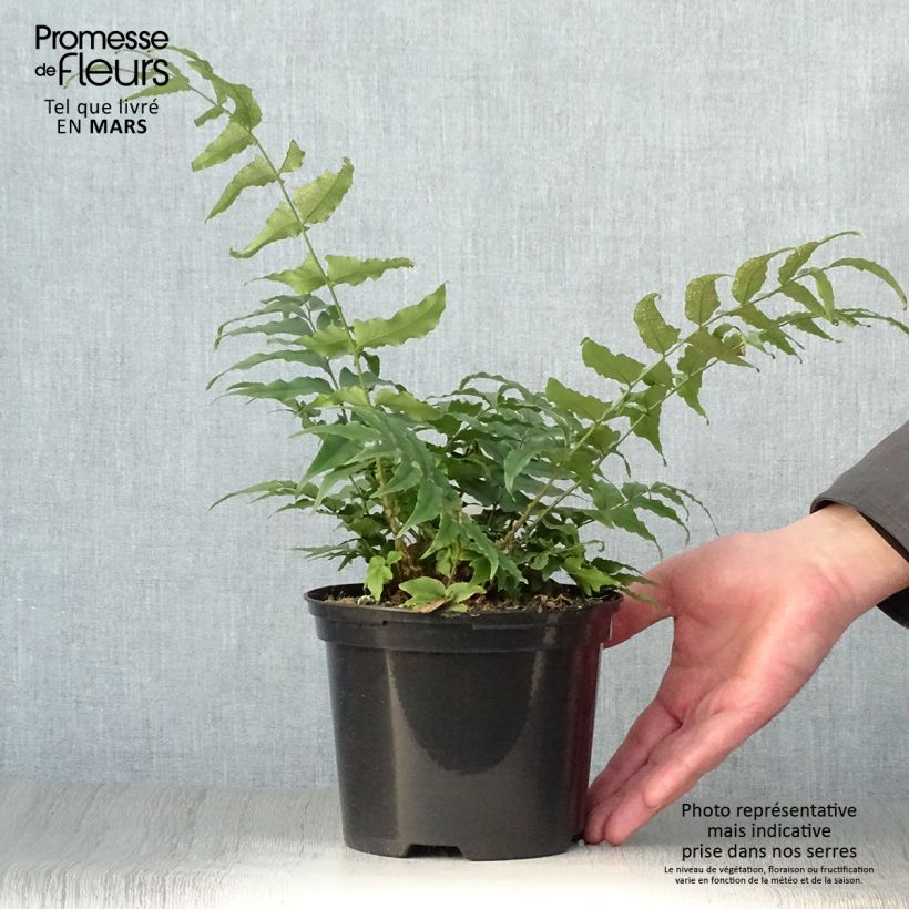 Exemplaar van Cyrtomium fortunei - Smalle IJzervaren Pot van 2 l/3 l zoals geleverd in de lente