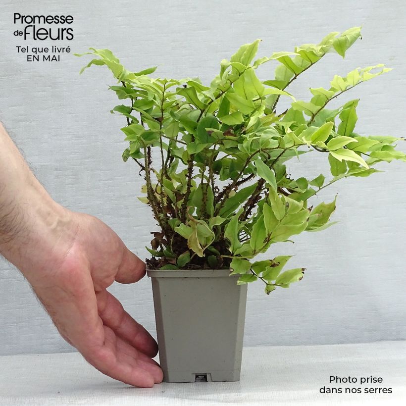 Exemplaar van Cyrtomium fortunei clivicola - IJzervaren Kweekpotje van 8/9 cm zoals geleverd in de lente