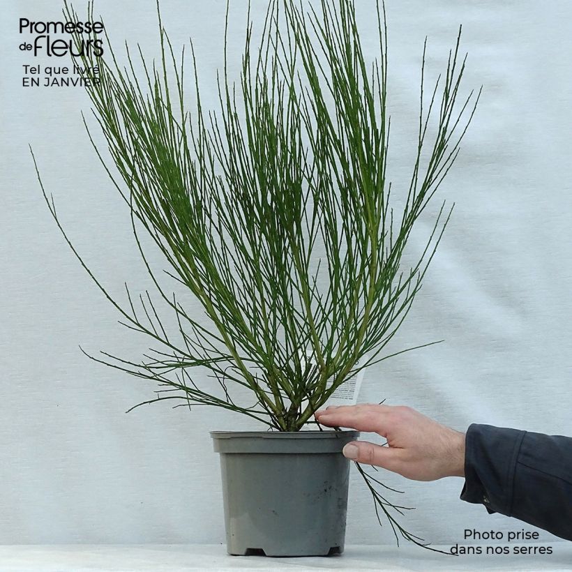 Example of Cytisus scoparius Boskoop Ruby - Brem Pot van 3 l/4 l as you get in hiver