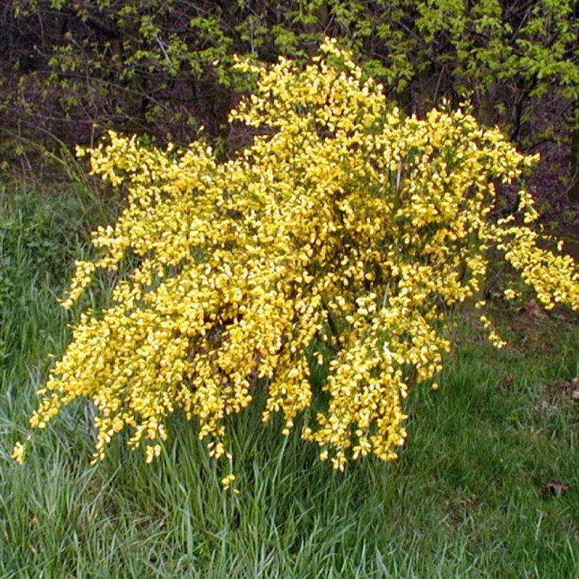 Cytisus scoparius Golden Sunlight - Brem (Plant habit)