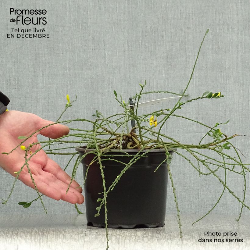 Example of Cytisus decumbens - Genêt rampant Pot van 2 l/3 l as you get in hiver