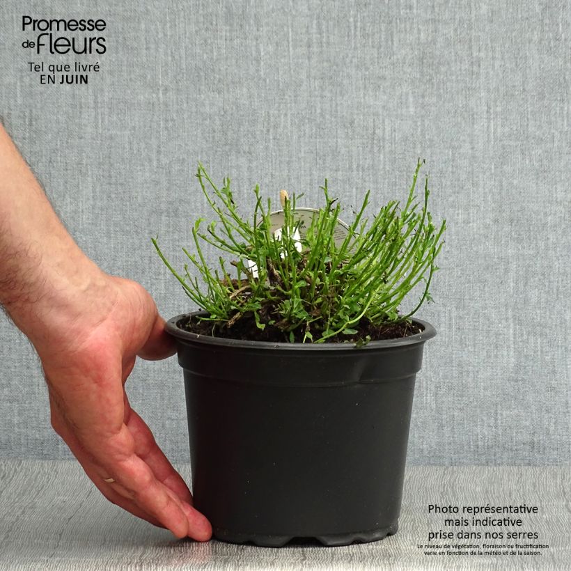 Exemplaar van Cytisus decumbens - Brem Pot van 2 l/3 l zoals geleverd in de zomer