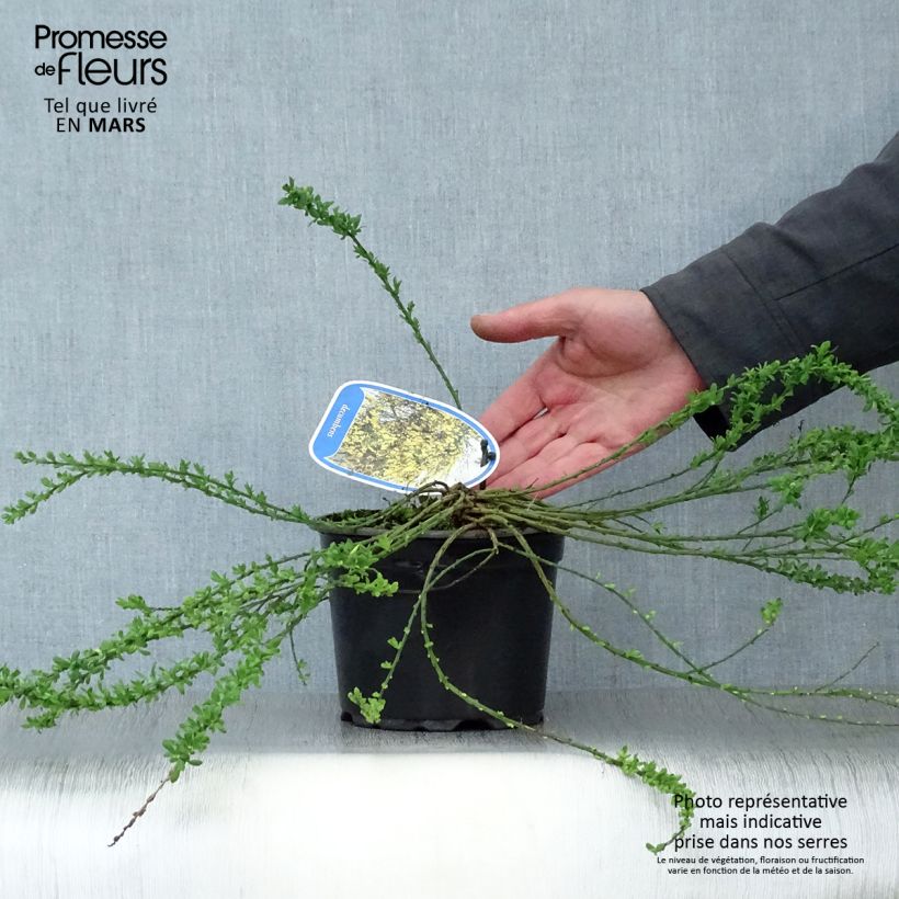 Exemplaar van Cytisus decumbens - Brem Pot van 2 l/3 l zoals geleverd in de lente