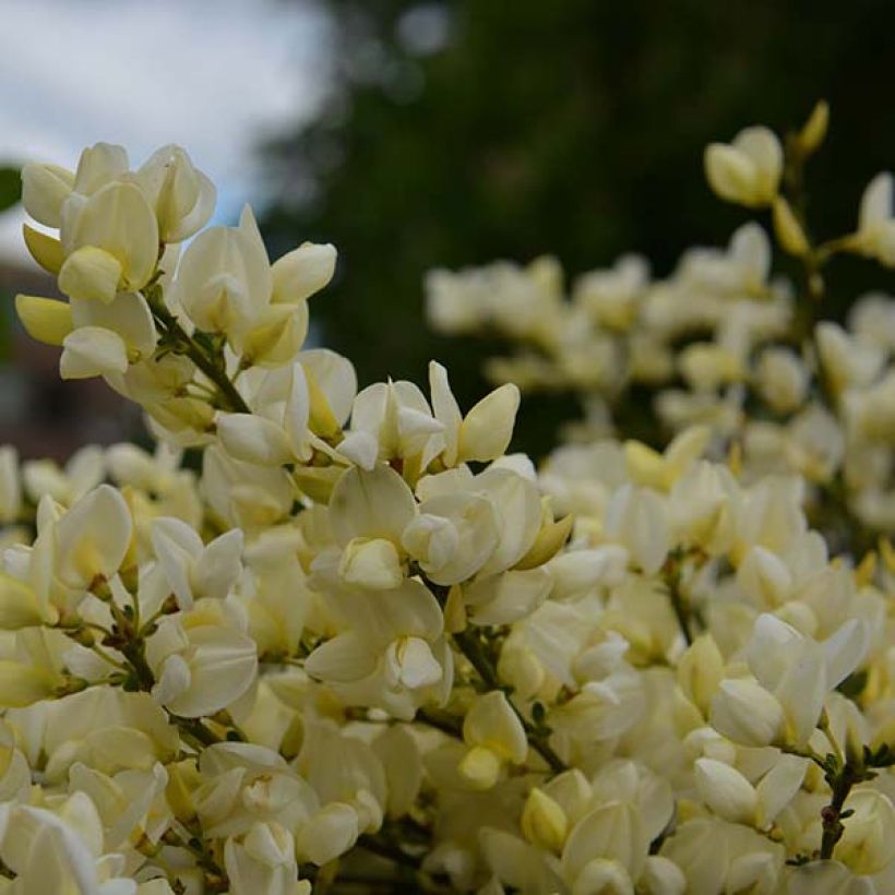 Cytisus kewensis - Brem (Flowering)