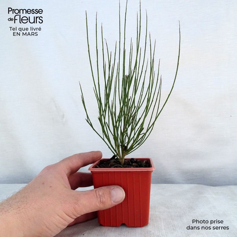 Exemplaar van Cytisus procumbens Zeelandia - Brem Kweekpotje van 8/9 cm zoals geleverd in de lente