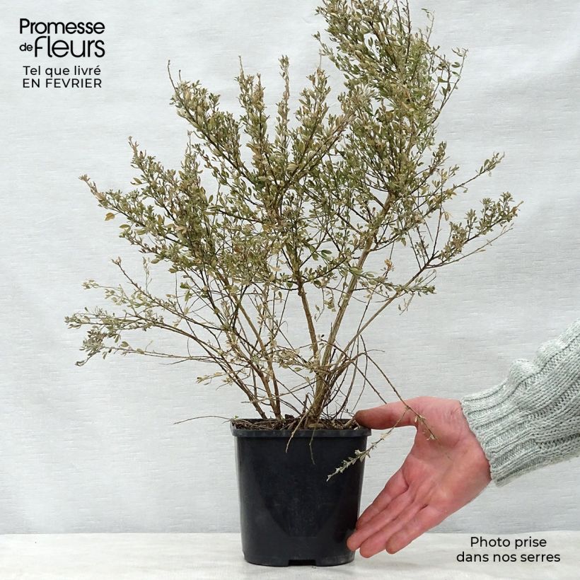 Example of Cytisus racemosus Phebus - Genêt de Tenerife Pot van 2 l/3 l as you get in hiver
