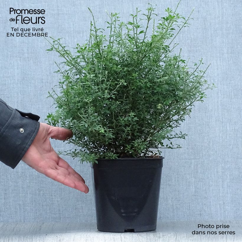 Example of Cytisus racemosus Phebus - Genêt de Tenerife Pot van 4 l/5 l as you get in hiver