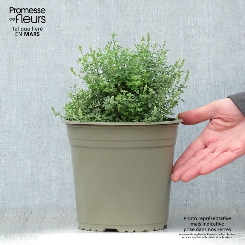 Exemplaar van Cytisus racemosus Phebus - Kamerbrem Pot van 4 l/5 l zoals geleverd in de lente