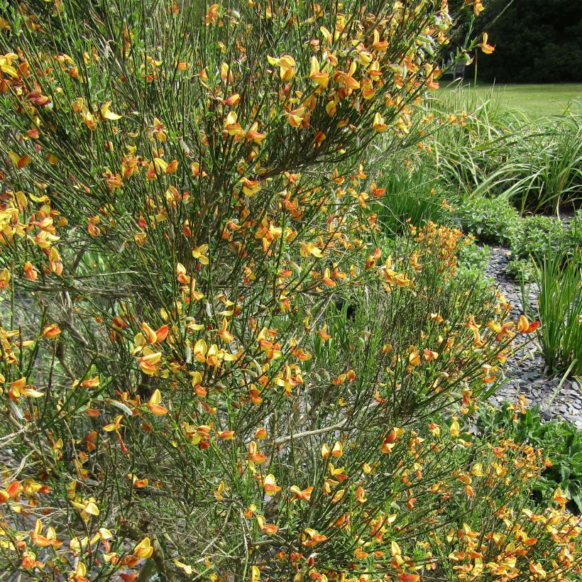 Cytisus scoparius Apricot Gem - Brem (Flowering)