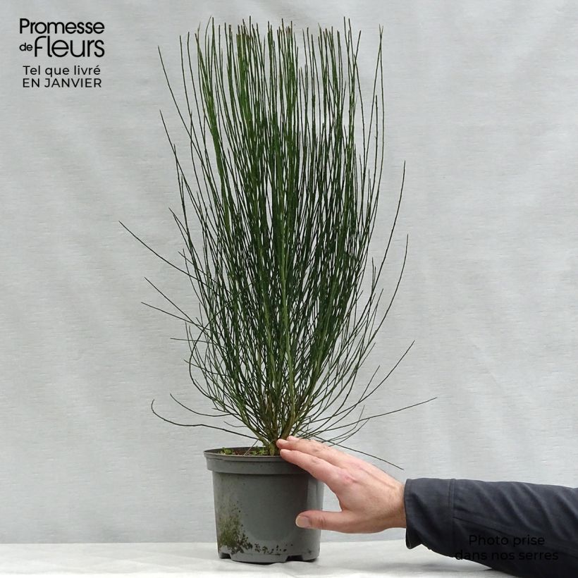 Example of Cytisus scoparius Apricot Gem - Genêt à balais Pot van 2 l/3 l as you get in hiver