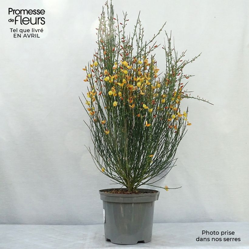 Exemplaar van Cytisus scoparius Apricot Gem - Brem Pot van 2 l/3 l zoals geleverd in de lente