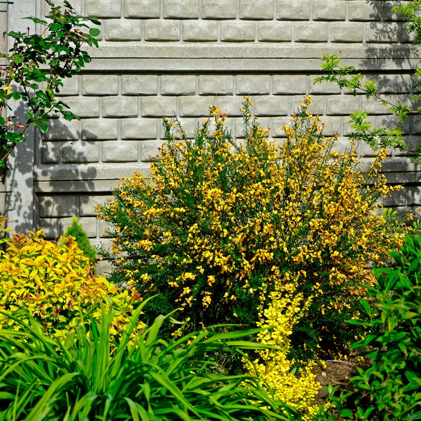 Cytisus scoparius Apricot Gem - Brem (Plant habit)