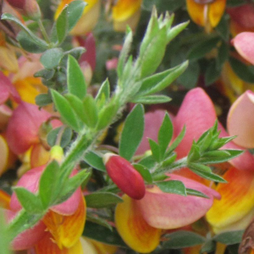 Cytisus scoparius La Coquette - Brem (Foliage)