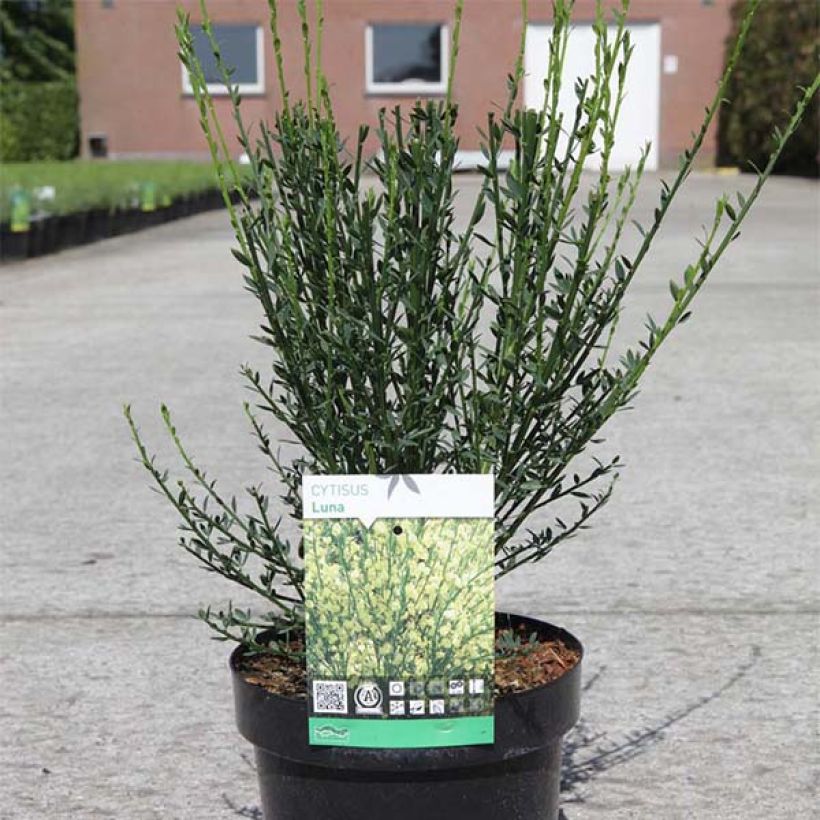 Cytisus scoparius Luna - Brem (Plant habit)