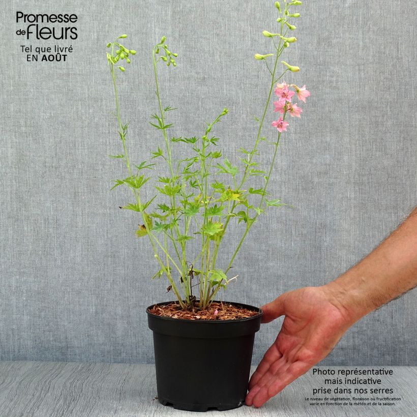 Exemplaar van Delphinium Ruysii Pink Sensation - Ridderspoor Pot van 2 l/3 l zoals geleverd in de zomer