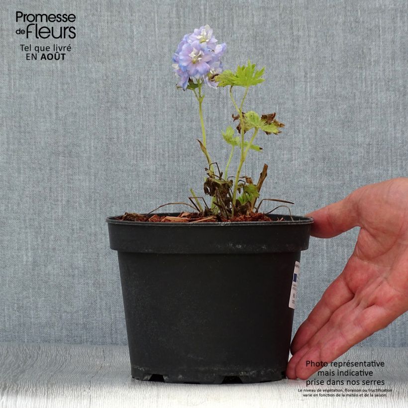 Exemplaar van Delphinium Pacific Summer Skies - Ridderspoor Pot van 2 l/3 l zoals geleverd in de zomer