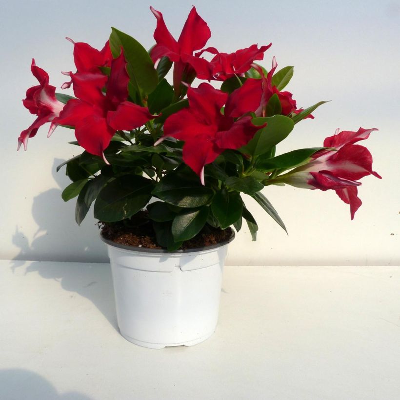 Dipladenia Diamantina Jade Red - Mandevilla (Bloei)