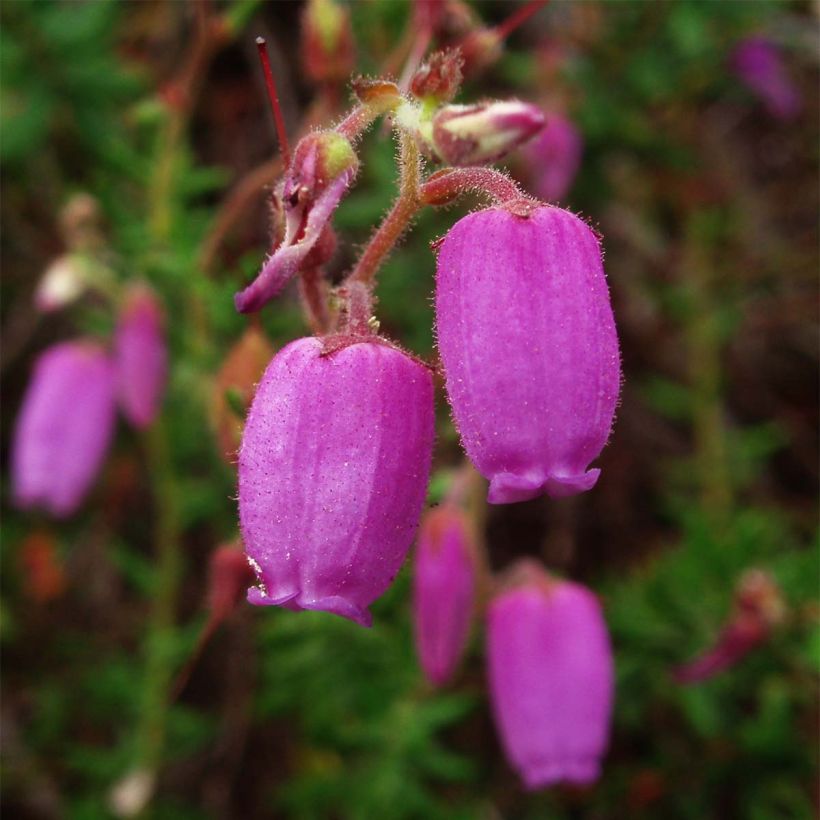 Daboecia cantabrica - Ierse heide (Flowering)