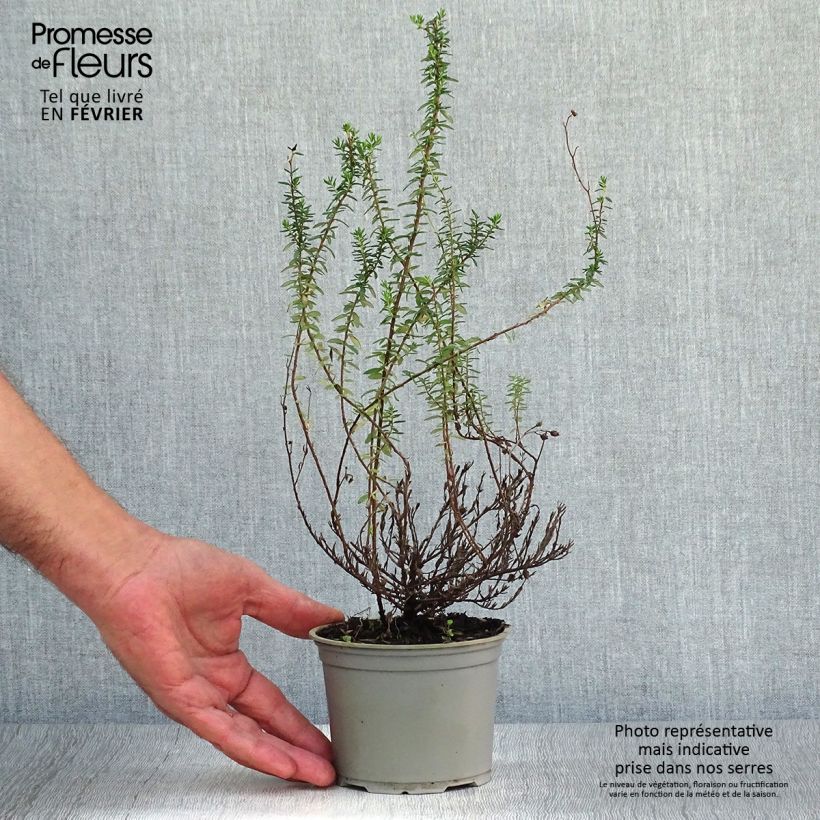 Exemplaar van Daboecia cantabrica Alba - Ierse heide Pot van 10 cm/11 cm zoals geleverd in de herfst