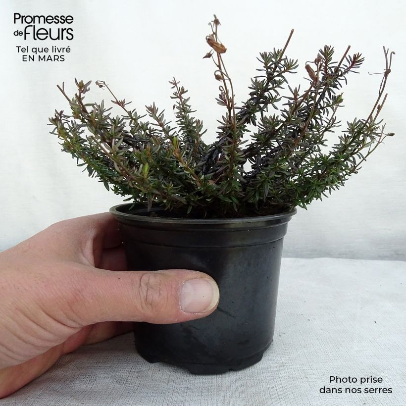 Example of Daboecia cantabrica - Bruyère de Saint Daboec Pot van 12 cm / 13 cm as you get in hiver
