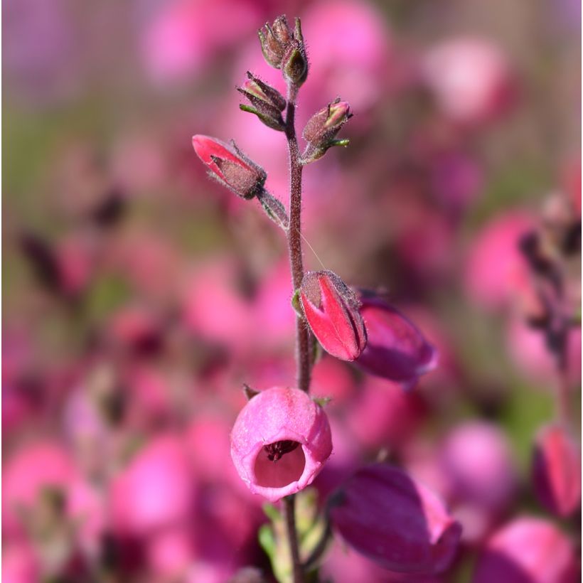 Daboecia cantabrica Waley's Red - Ierse heide (Flowering)