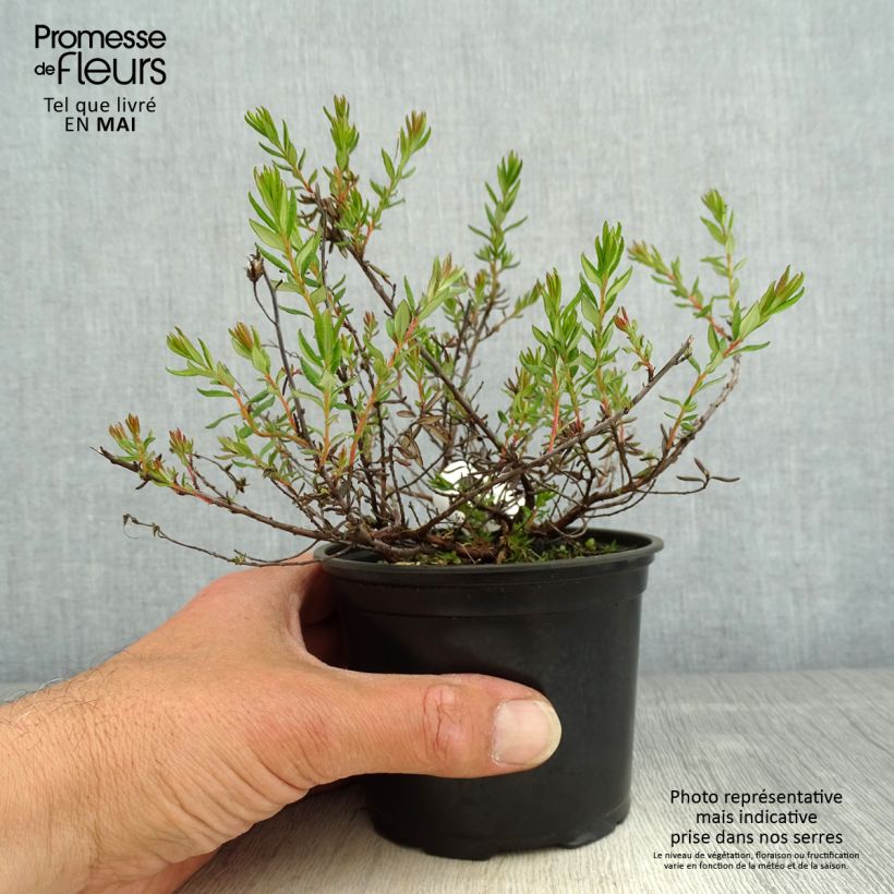 Exemplaar van Daboecia cantabrica Waley's Red - Ierse heide Pot van 12 cm / 13 cm zoals geleverd in de lente