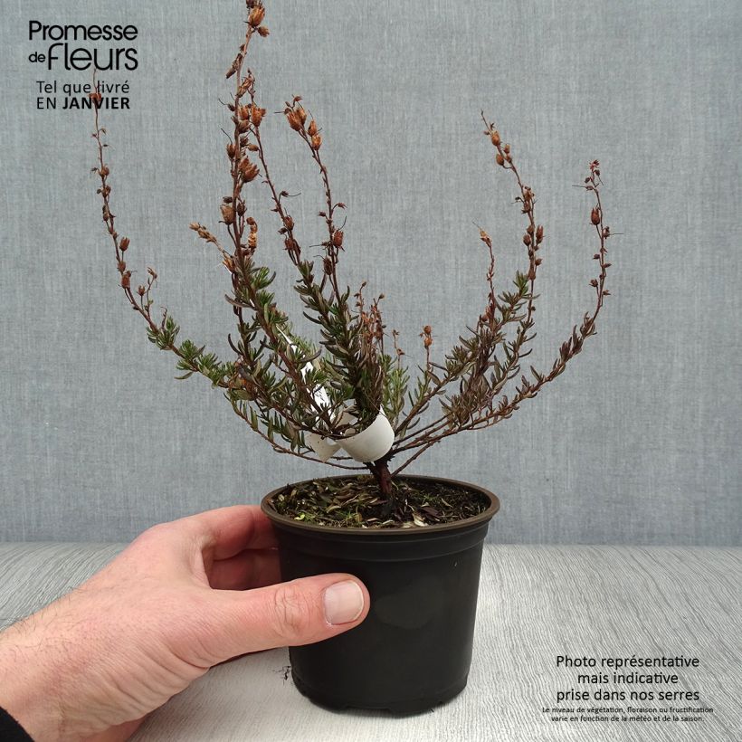 Example of Daboecia scotica William Buchanan - Ierse heide Pot van 12 cm / 13 cm as you get in hiver