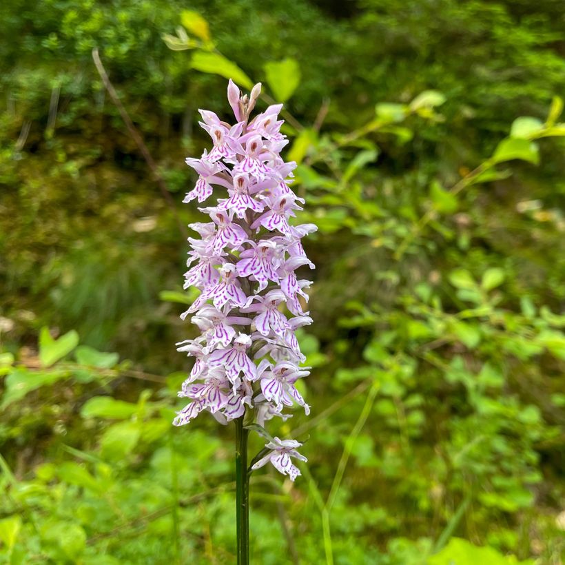 Dactylorhiza Estella G - Bosorchis (Bloei)