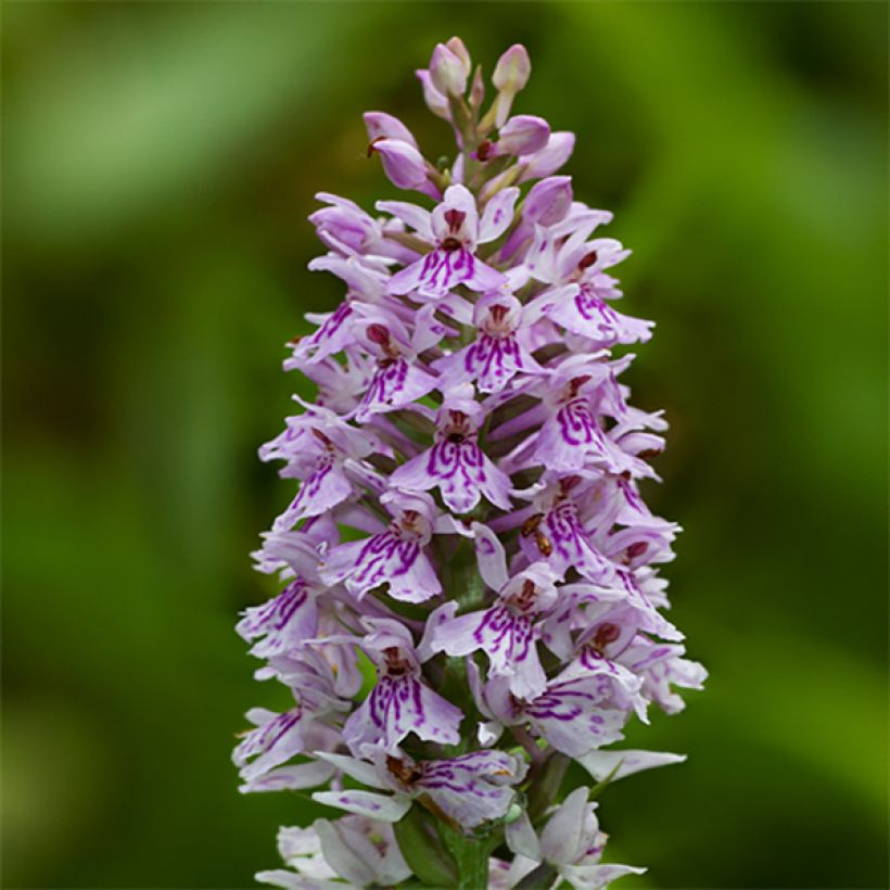 Dactylorhiza fuchsii - Bosorchis (Flowering)
